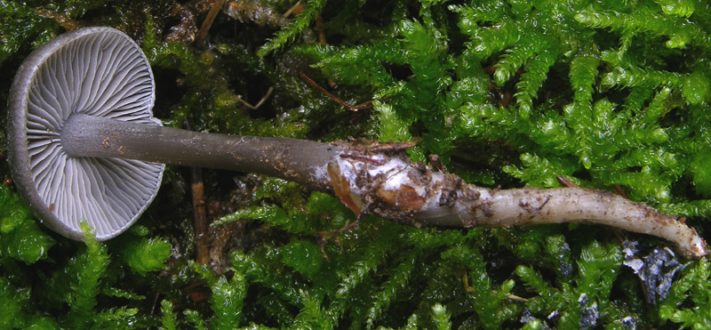 Sp.da determinare (cfr. Tephrocybe rancida)